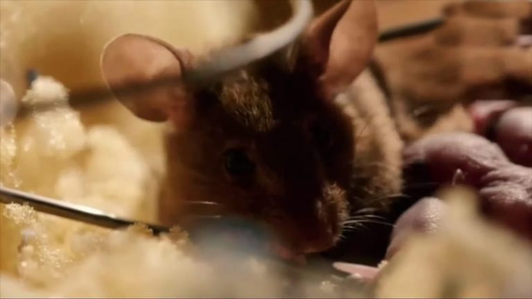 How Do You Get Rodents Out Of Your Walls