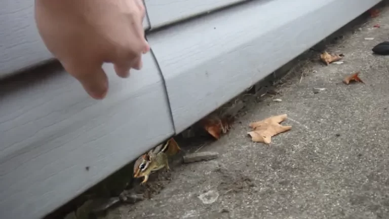 Chipmunk Behind Siding [What to Do?]